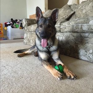 Meet your Posher, Buddy